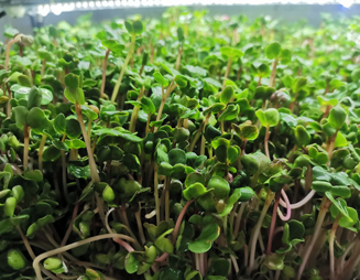 水培植物工廠